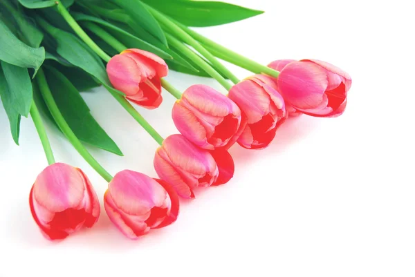 Розовые тюльпаны на белом — стоковое фото
