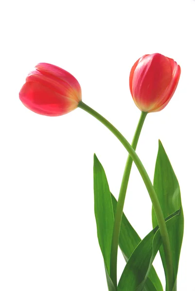 Két rózsaszín tulipánok — Stock Fotó