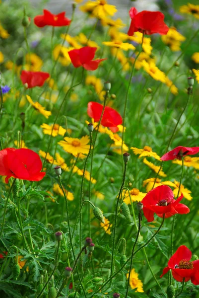 Poppies in a garden — Stock Photo, Image