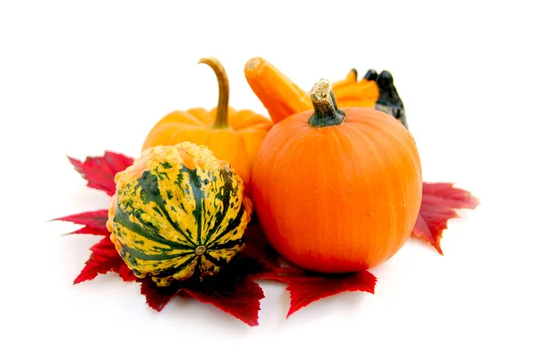 Mini pumpkins — Stock Photo, Image