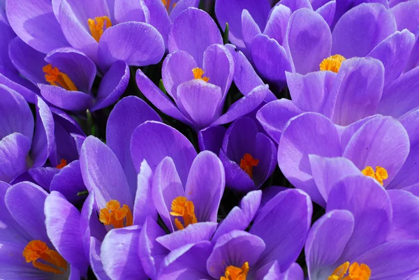 Пурпурный крокус — стоковое фото