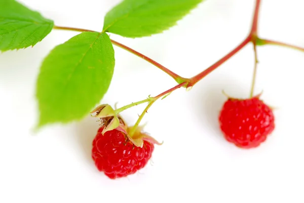 Raspberry branch white — Stock Photo, Image
