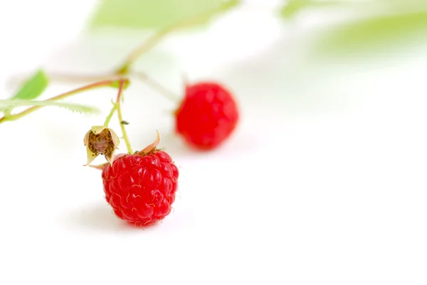Raspberry branch white — Stock Photo, Image