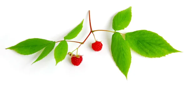 Raspberry branch on white — Stock Photo, Image