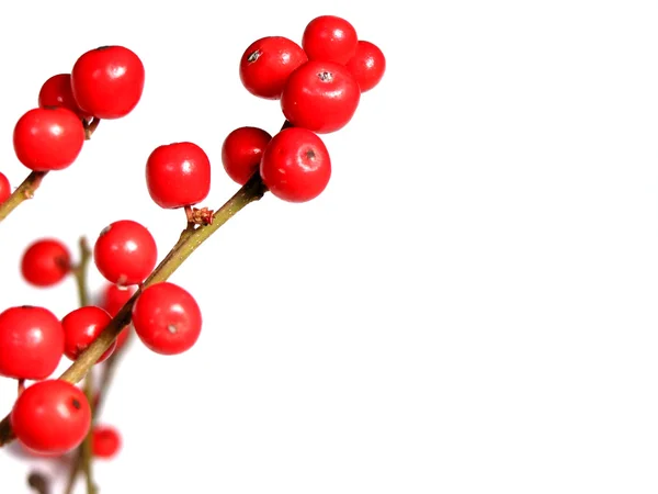 白底红色圣诞浆果 — 图库照片