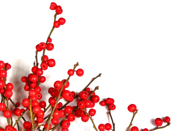 화이트 1에 붉은 크리스마스 열매 — 스톡 사진