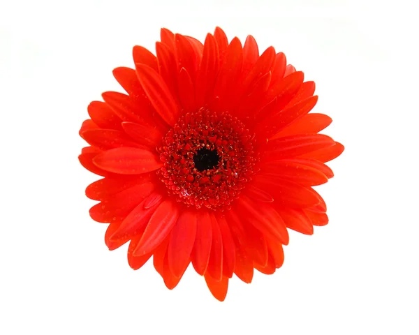 Rode gerbera bloem — Stockfoto