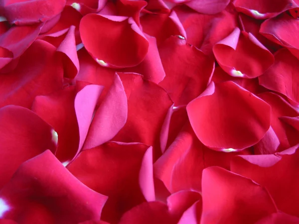 红玫瑰花瓣背景 — 图库照片