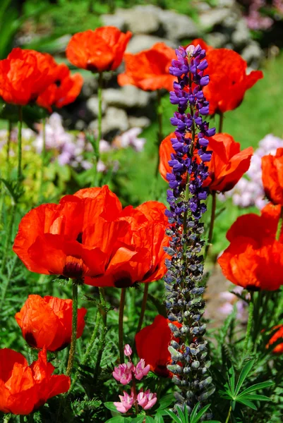 Jardín de primavera con amapolas —  Fotos de Stock