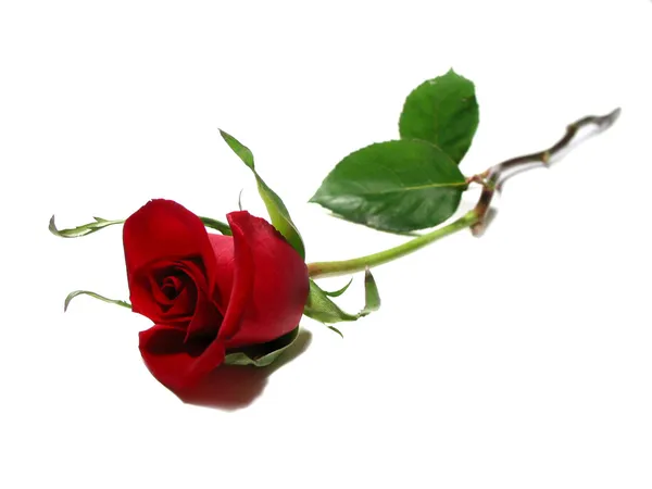 Κόκκινο τριαντάφυλλο λευκό φόντο — Φωτογραφία Αρχείου