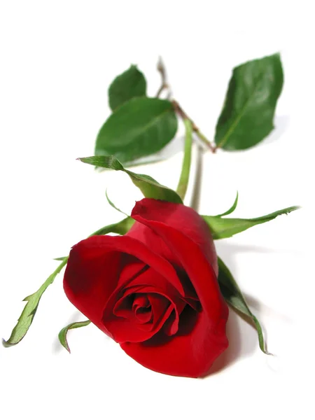 Κόκκινο τριαντάφυλλο λευκό φόντο — Φωτογραφία Αρχείου