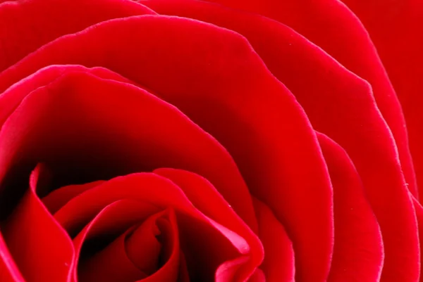 Червона троянда — стокове фото