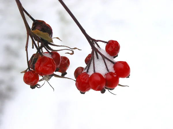 赤い冬の果実 — ストック写真
