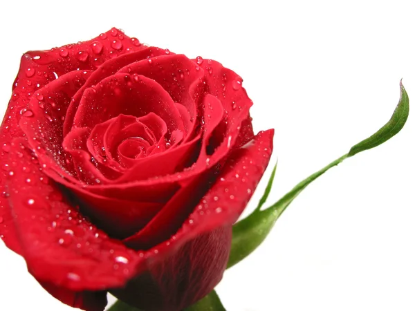 Красная роза с водяными пузырьками — стоковое фото