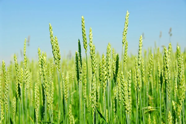 Green grain growing — Stok fotoğraf