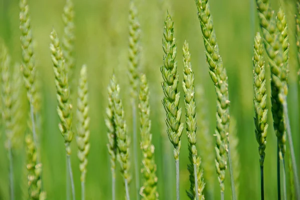 Cultivo de grano verde —  Fotos de Stock