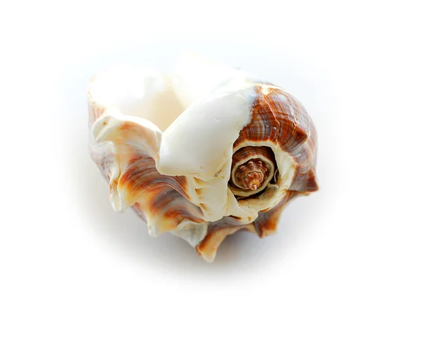 Deniz kabuğu 2 — Stok fotoğraf