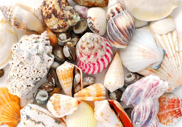 Sea shells background — Stock Photo, Image