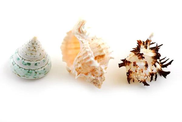 Морские раковины — стоковое фото