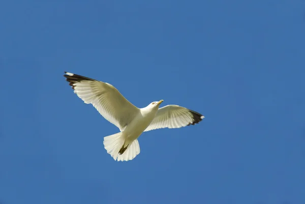 Aves voadoras — Fotografia de Stock