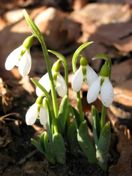 Blooming snowdrops — Stock Photo, Image