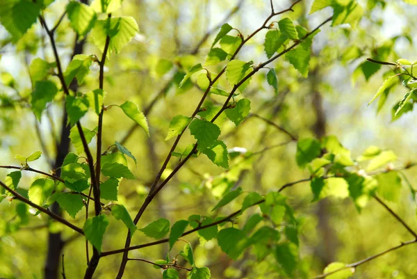 Spring green leaves — Stock Photo, Image