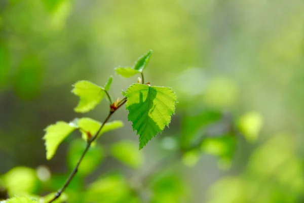 Spring green leaves — Stock Photo, Image