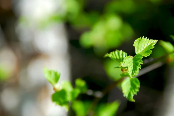 Wiosna zielone liście — Zdjęcie stockowe