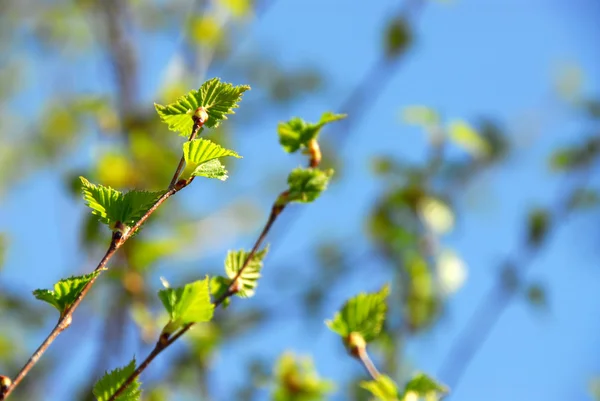 Tavaszi zöld levelek — Stock Fotó