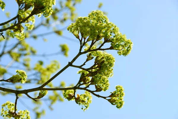Весна дерево — стокове фото