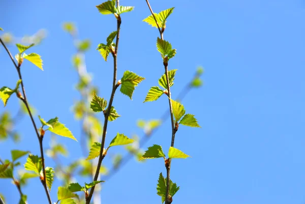 Árbol de primavera —  Fotos de Stock