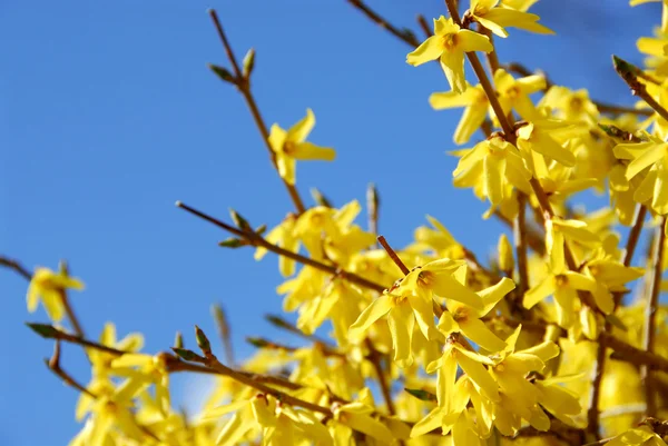 Spring bloom forsythia — Stock Photo, Image