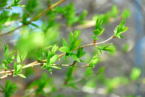Foglie verdi di primavera — Foto Stock