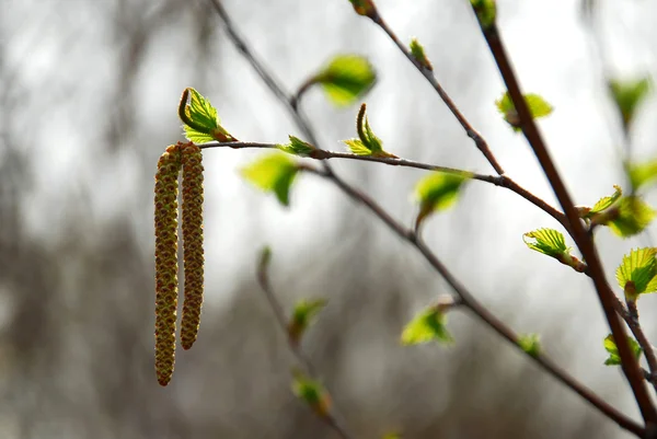 Rama de árbol de primavera —  Fotos de Stock