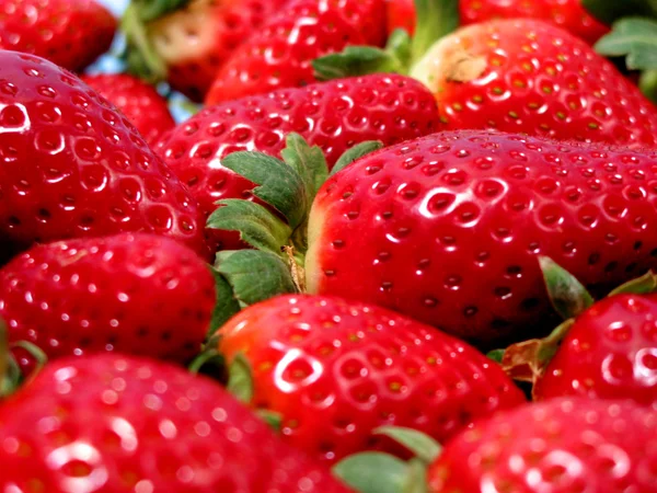 Macro fraises — Photo