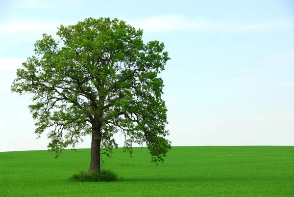 Jedno drzewo lato — Zdjęcie stockowe