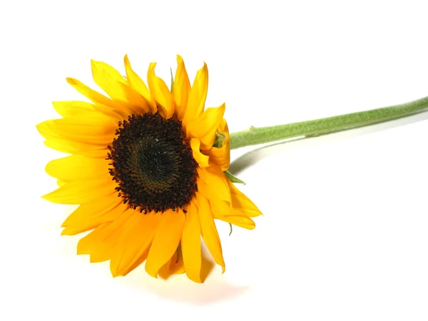 Sunflower white background — Stock Photo, Image