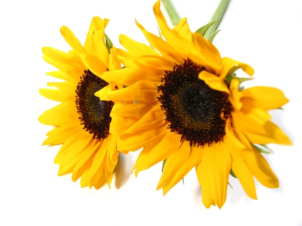 Sunflower white background — Stock Photo, Image