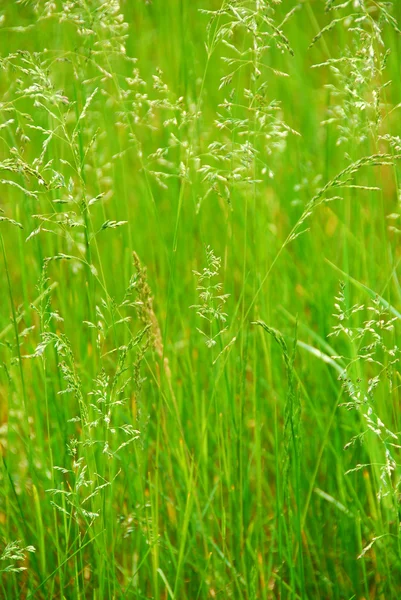 Tall grass — Stock Photo, Image
