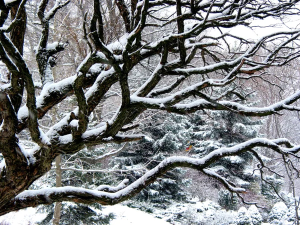 Snowfall and tree — Stock Photo, Image