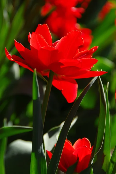 Červený Tulipán zavřít — Stock fotografie