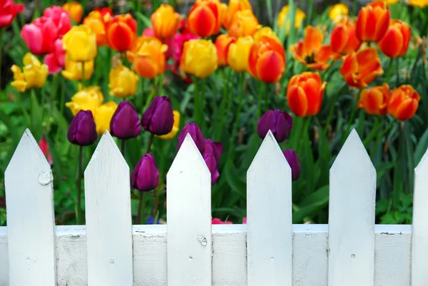 Clôture blanche tulipes — Photo