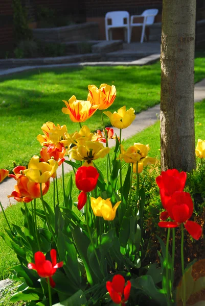 Tulipanes en una casa — Foto de Stock