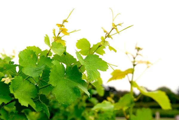 Vinhas de uva — Fotografia de Stock