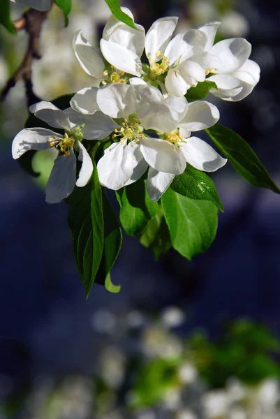 Flor de manzana — Foto de Stock