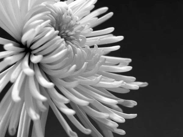 stock image White chrysanthemum