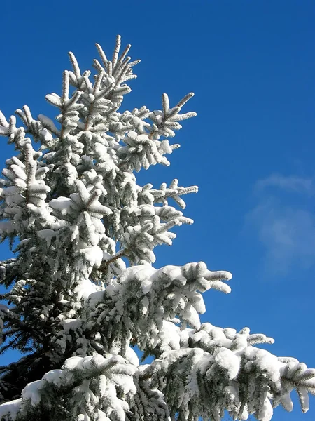 Зимняя ель под снегом — стоковое фото