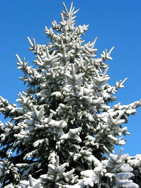 Abete invernale sotto neve 1 — Foto Stock
