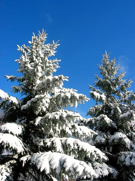 Зимние ели под снегом — стоковое фото