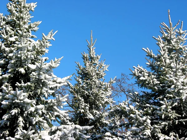 Pinheiros de inverno abaixo da neve 1 — Fotografia de Stock